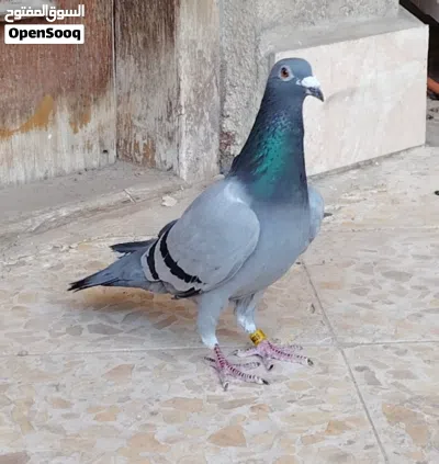 طيرة موديل 2019 شرط البيض رايدها ب3 2