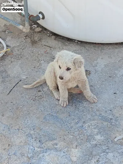 جرو ساموايد ابيض للبيع 3