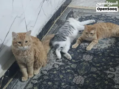 باكيج عائلة قطط كاملة وهادئة جداً (الأم مع 3 جهال وأغراضهم) 2