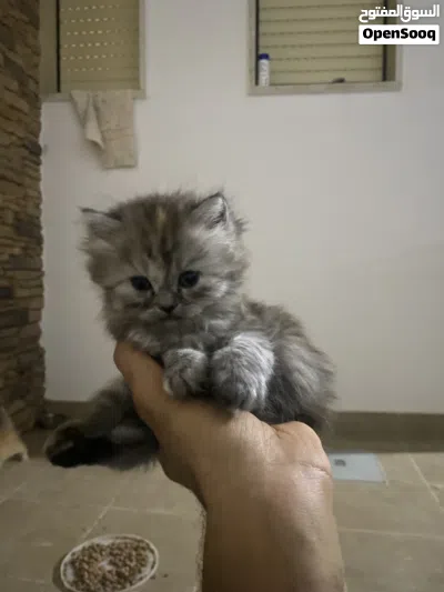 قطط شيرازي 2
