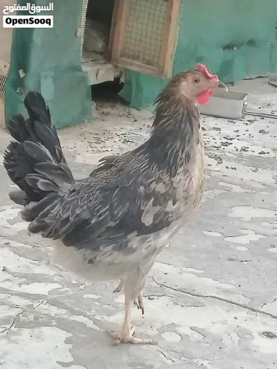 متوفر دجاج كويتي اصلي خط اول كحالي سيافي 4