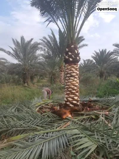 نخيل الوسام 3