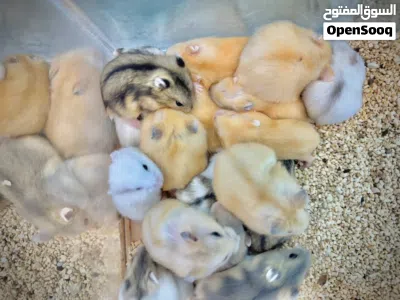 Winter white dwarf hamster. 4