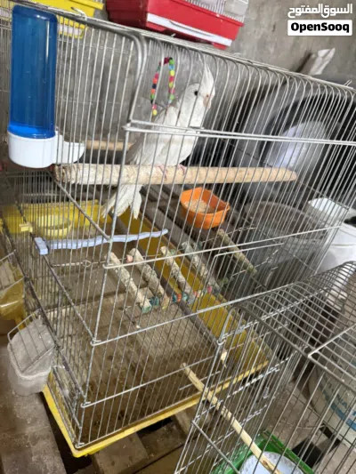 طيره البينو 2