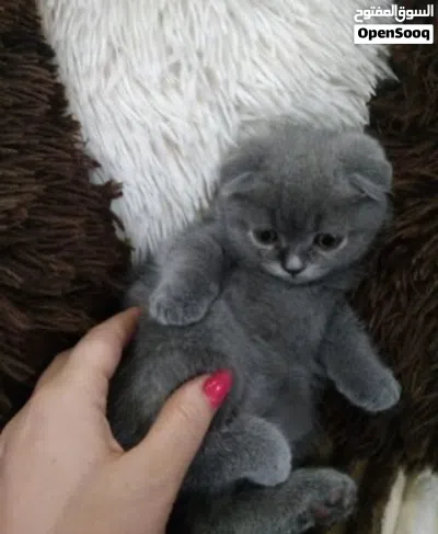 Scottish fold blue 2