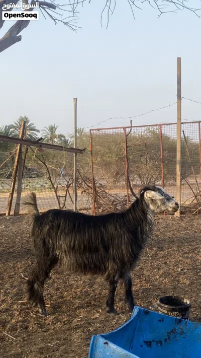 للبيع جدعه شوف لوصف 2