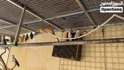 بيع روز منتجات 2