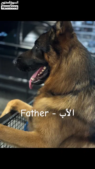 جراء الراعي الألماني - German Shepherd 2