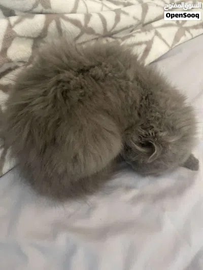 two cats for adoption 4