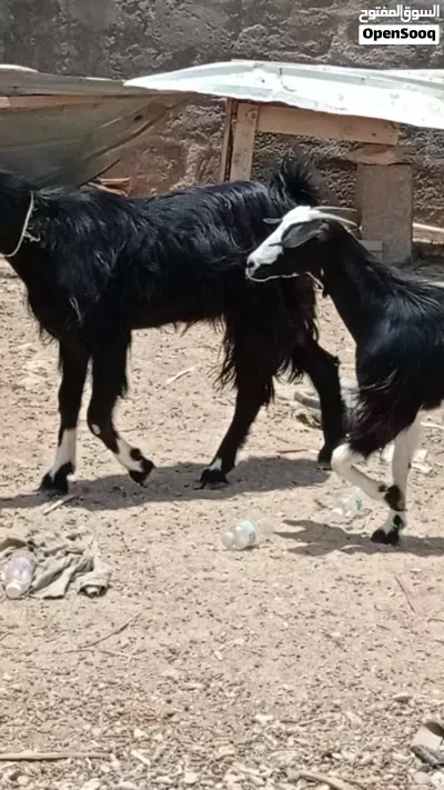 ماعز عماني 2