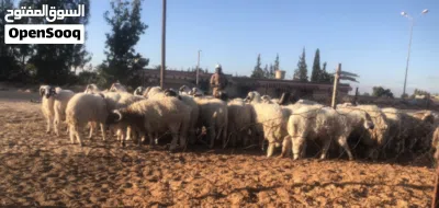 اضاحي للبيع 3