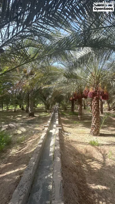 للبيع نخل في جعلان بوحسن مريبي 2