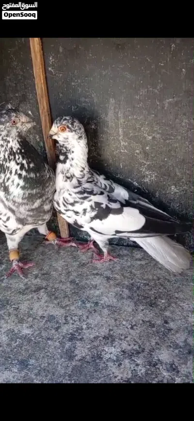 طيره دجية شغاله ام فراخ وجوز زرازير الفحل كشميري ذنب والطيره ذبينه ذنب وفي كمان اكم طيره مخلفات باضو 2