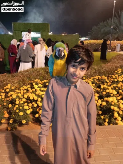 مطلوب ببغاء اي نوع للتبني 2