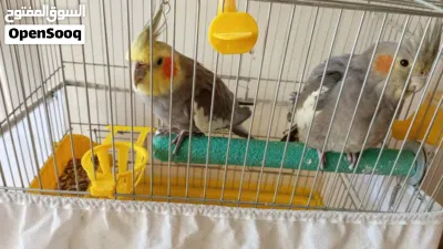 جوز كوكتيل اليف 4