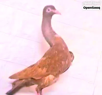 حمام شواكر 4