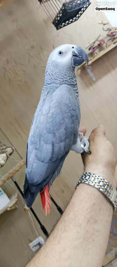 فرخ ببغاء كاسكو أليف جدا ومتكلم 4