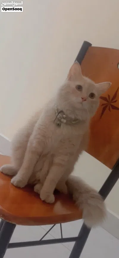 Persian Cat - Urgent Sale ( Travelling to India ) 4