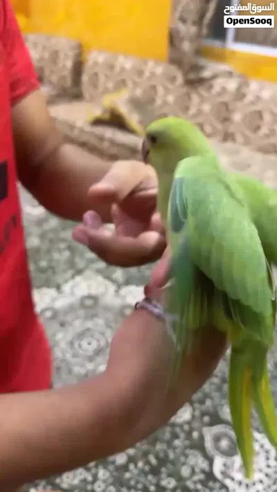 دره اليف للبيع 3