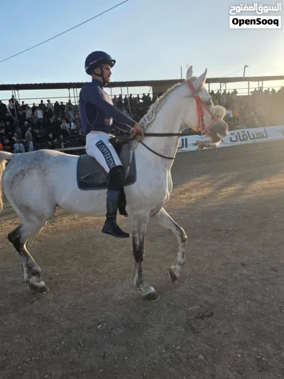 حصان عربي اصيل بطل سباقات سرعة 2