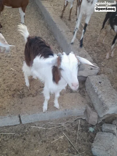 للبيع اغنام سمينه تحتهن مواليد 3