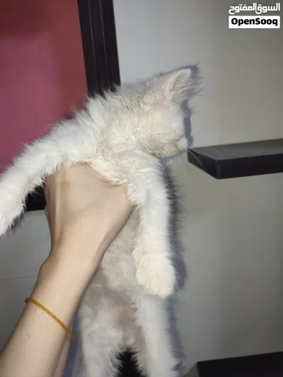 قطط زينه للتبني 4