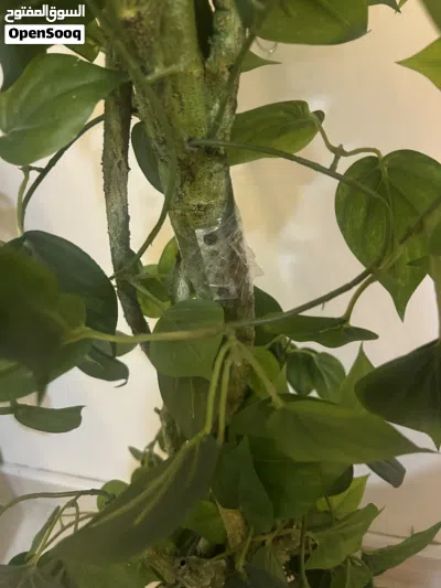 Large Ficus / Climbing Plant 3