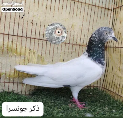 للبيع حمام باكستاني 2