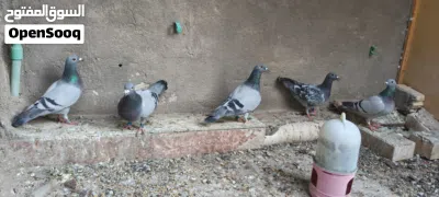 وجبة زواجل الله شاهد قويات وبيهن سعودية وكويتية وبنات ابطال 2