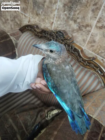بضوه ملونه 3