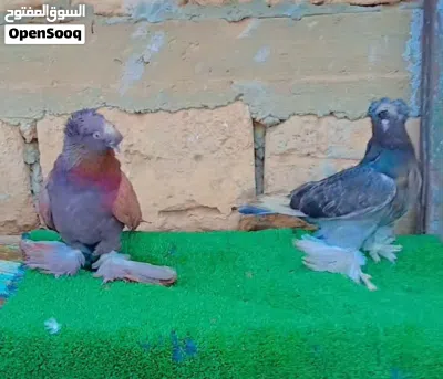 حمام استرالي 3