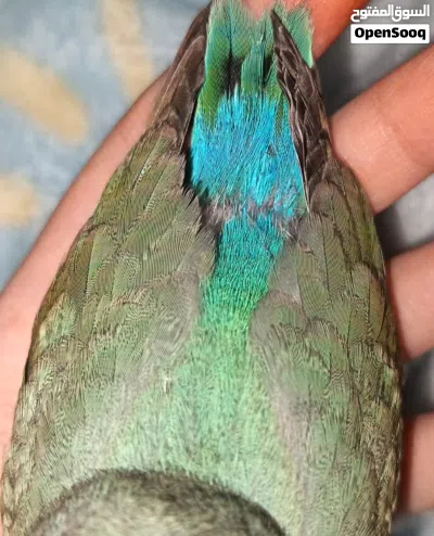 ببغاء روز لون تركوازي ربوه لزقه عمر شهر ونص تقريبا الوصف مهم 3