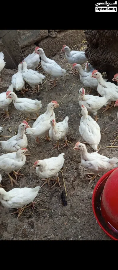 دجاج فرنسي الاحمر + دجاج اللوهمان الابيض لبيور المعروف بسرعه النمو و غزاره الانتاج 2