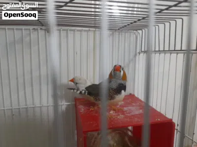 جوز شغالات جنة للبيع مع قفص 3
