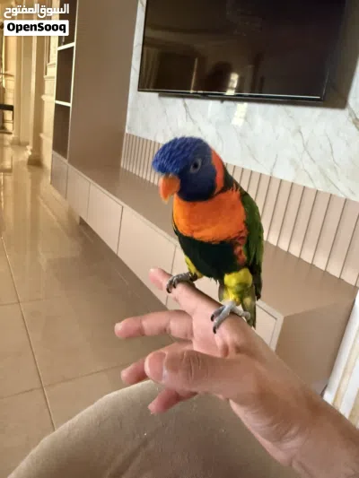 لوري ريمبو 3