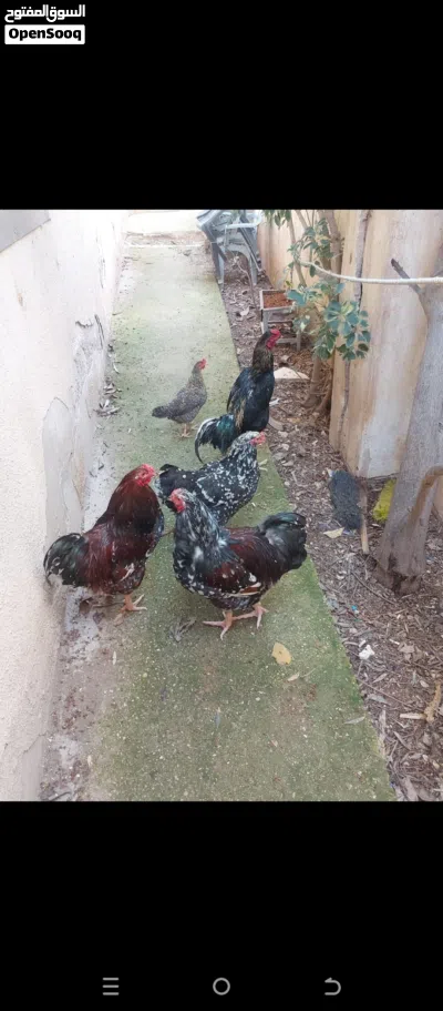 دجاج للبيع 4