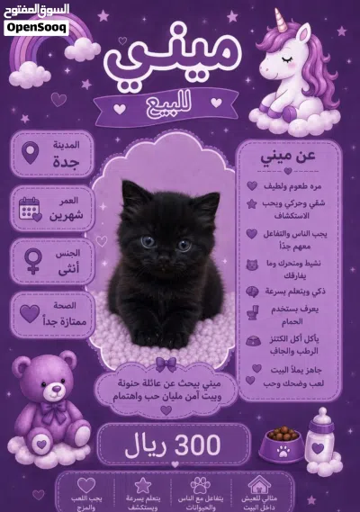 كيتن انثي اسكوتش فولد 3