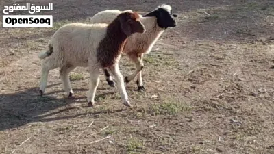 خروف وفطيمه وطنيات تبارك الله العمر شهرين ونص 4