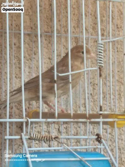 دكر فايو عين كحلة درجة ونظافة ربي يبارك 4