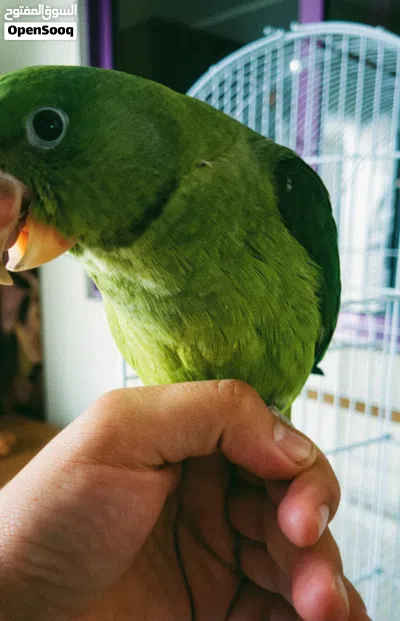ببغاء كسندرا اليف 2