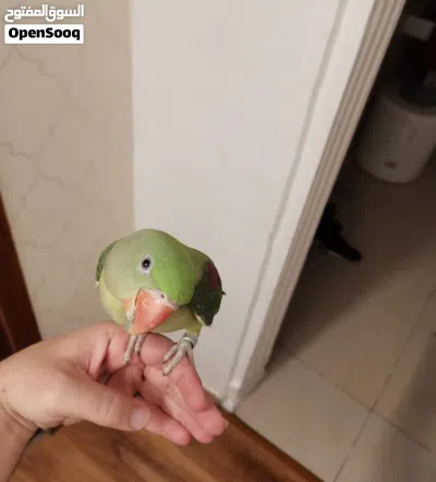 فروخ دره نيبالي هدد بيتي ليف زي حمام 2