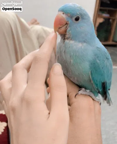 ببغاء دره للبيع 2