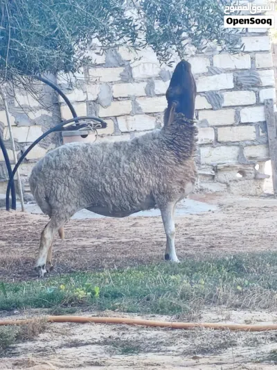 نعجه للبيع 3