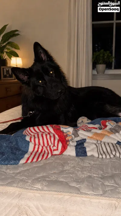 GERMAN SHEPHERD WORKING LINE BLACK JACK IMPORTED FROM GERMANY 4