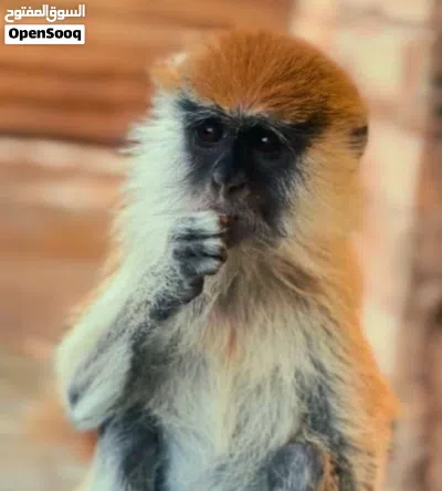 قرد نسناس للبيع 2