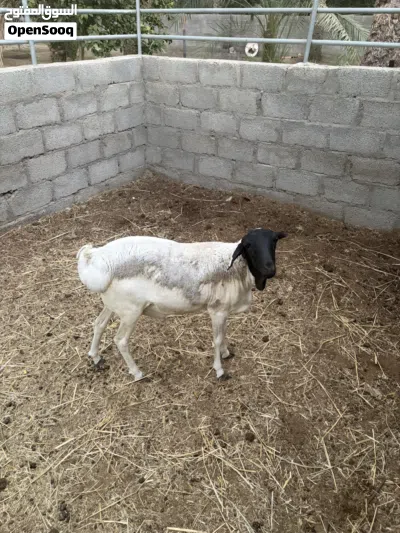 كبش صومالي للبيع 3