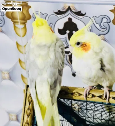 كوكتيلات مال بيت ليفات 2