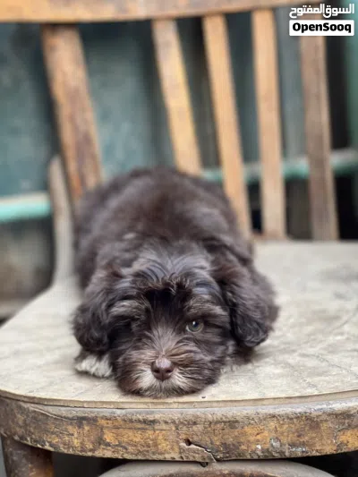 هافانيز Havanese 3