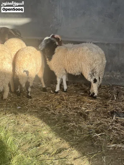 11 خروف سمان عود غليض 2