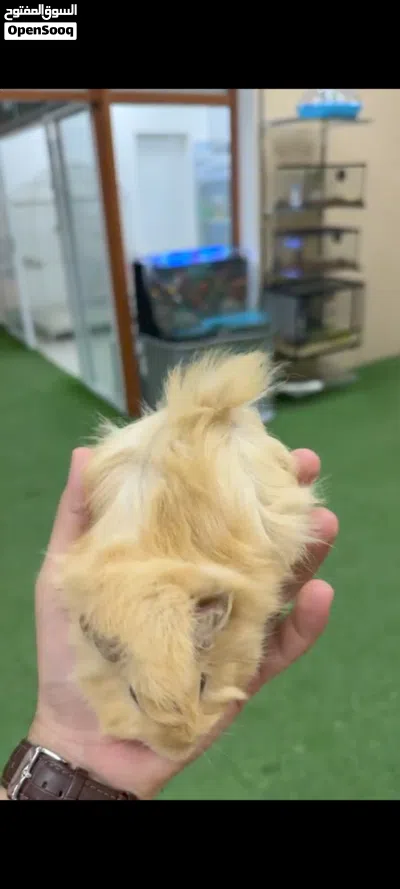 همتارو جيني 2